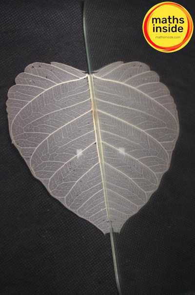 portfolio-image
